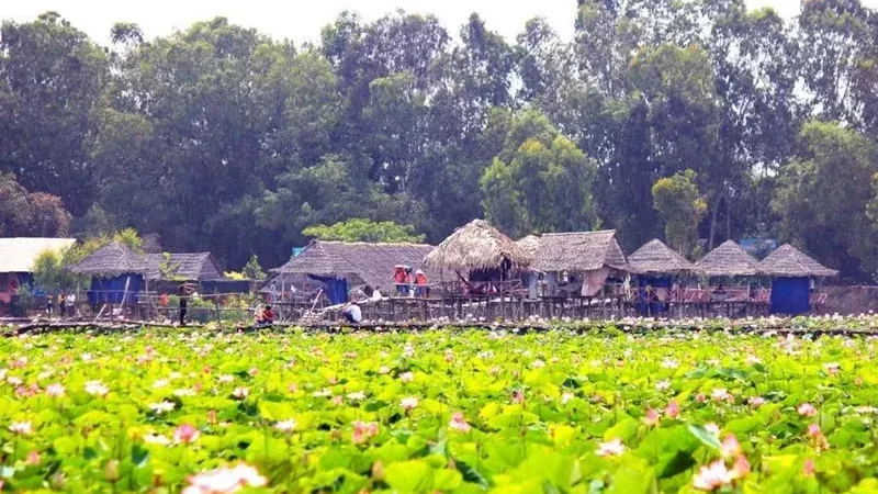 Đồng Tháp Có Gì Chơi: Hành Trình Khám Phá Vùng Đất Sen Hồng